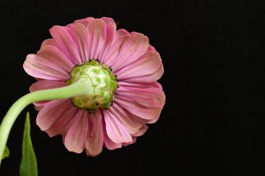 Pembe güzel çiçeğe yaklaş