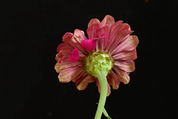 Крупним Планом Красива Яскраво Рожева Квітка — стокове фото