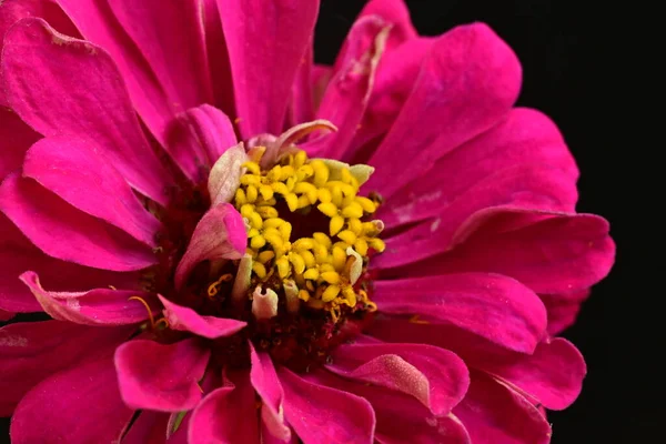 stock image close up of beautiful bright pink flower