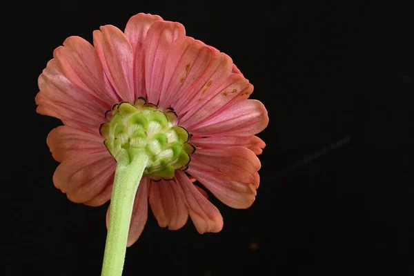 Крупним Планом Красива Яскраво Рожева Квітка — стокове фото