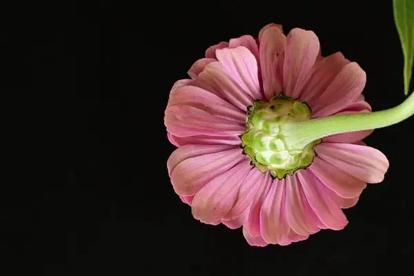 Gros Plan Belle Fleur Rose Vif — Photo