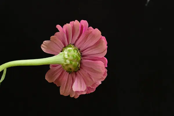 Primer Plano Hermosa Flor Rosa Brillante —  Fotos de Stock