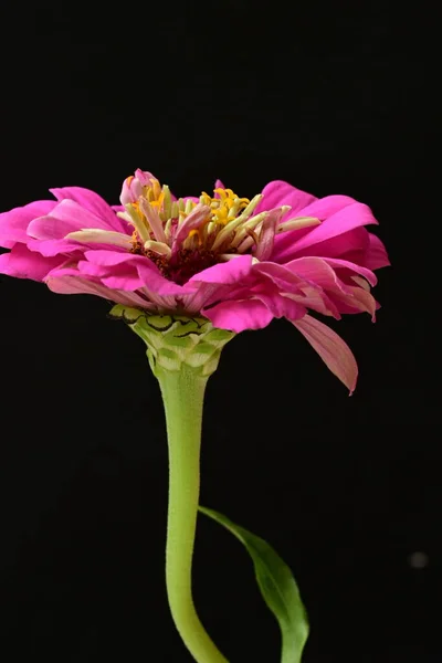 Gros Plan Belle Fleur Rose Vif — Photo