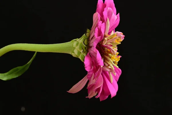 Primo Piano Bel Fiore Rosa Brillante — Foto Stock