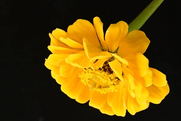 美丽而明亮的黄色花朵的特写 — 图库照片