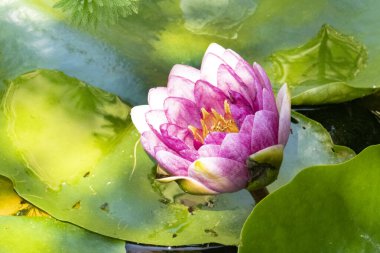 Bahçedeki güzel nilüfer çiçeği