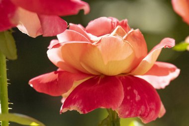 Bahçedeki parlak güller 