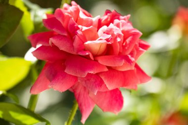 Bahçede kırmızı gül 