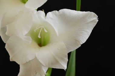 Koyu arkaplandaki güzel beyaz çiçekleri kapat.