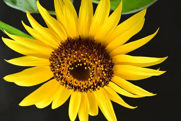 Gelbe Sonnenblume Auf Dunklem Hintergrund — Stockfoto
