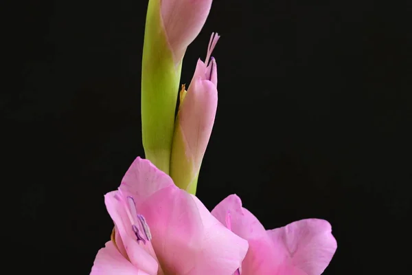 Крупним Планом Красиві Яскраво Рожеві Квіти Темному Фоні — стокове фото