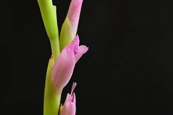 Koyu Arkaplandaki Güzel Pembe Çiçekleri Kapat — Stok fotoğraf