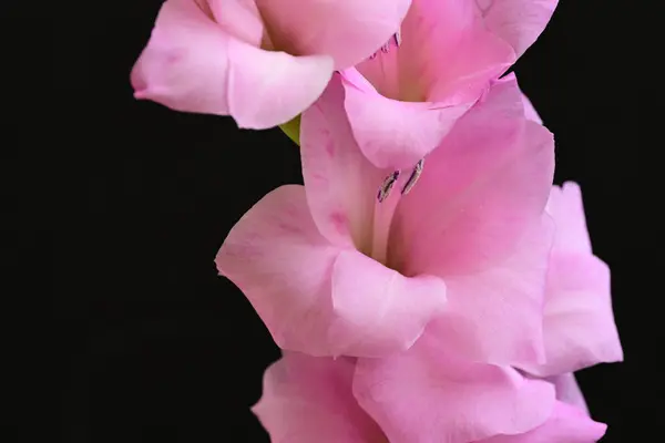Close Belas Flores Rosa Brilhantes Fundo Escuro — Fotografia de Stock