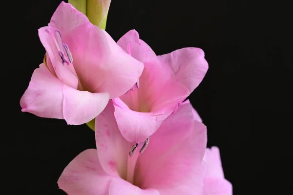 深色背景下美丽明亮的粉红色花朵的密闭 — 图库照片
