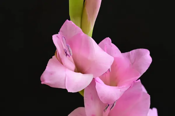 Zblízka Krásné Růžové Květy Tmavém Pozadí — Stock fotografie