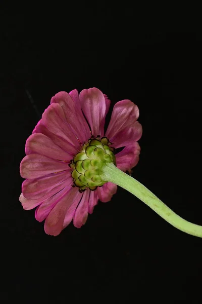 Close Beautiful Bright Pink Flower Dark Background — Stock Photo, Image