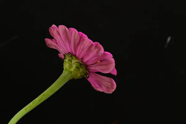 Primer Plano Hermosa Flor Rosa Brillante Sobre Fondo Oscuro — Foto de Stock