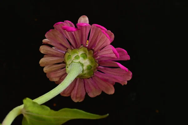 Primer Plano Hermosa Flor Rosa Brillante Sobre Fondo Oscuro —  Fotos de Stock