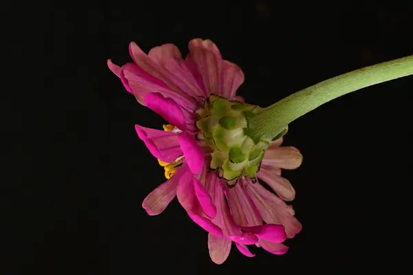 Närbild Vackra Ljusa Rosa Blomma Mörk Bakgrund — Stockfoto