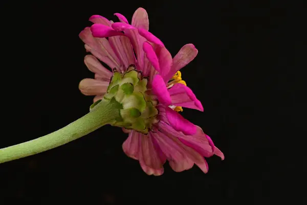 Primer Plano Hermosa Flor Rosa Brillante Sobre Fondo Oscuro —  Fotos de Stock