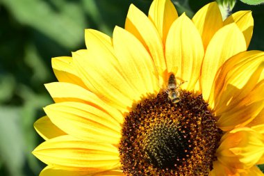 Arı tarlada büyüyen ayçiçeklerinde oturuyor.