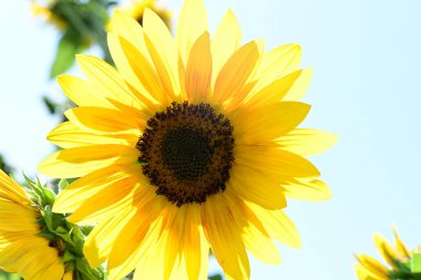 mavi gökyüzü arkaplanlı ayçiçekleri