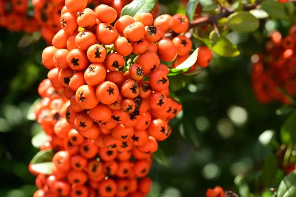 Bunch Orange Berries Hanging Tree — Stock Photo, Image