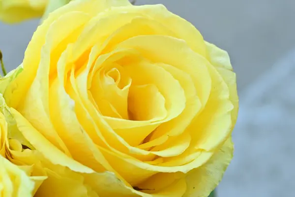 Gelbe Rosen Mit Grünen Blättern Nahsicht — Stockfoto