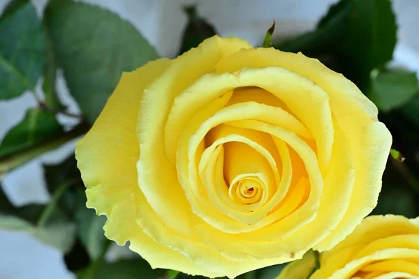 Жовті Троянди Зеленим Листям Крупним Планом — стокове фото
