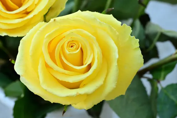 Gelbe Rosen Mit Grünen Blättern Nahsicht — Stockfoto