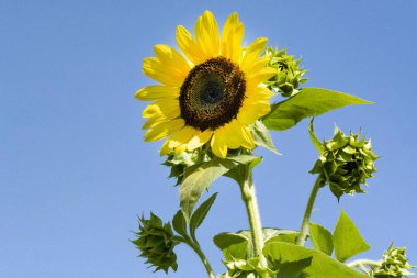 mavi gökyüzü arkaplanlı ayçiçekleri