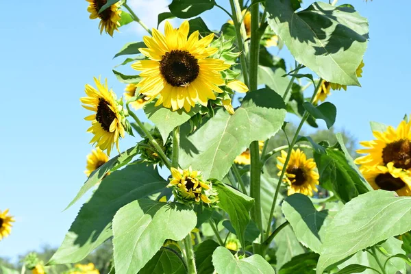 Sonnenblumen Mit Blauem Himmel Hintergrund — Stockfoto