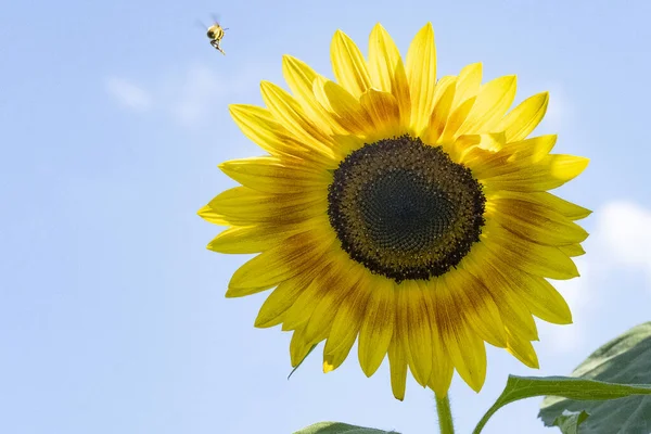 Sunflowers Blue Sky Background — Stock Photo, Image