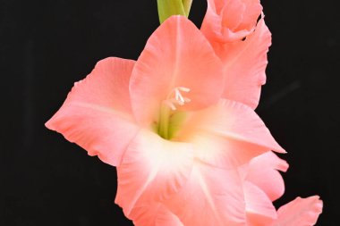 Koyu arkaplandaki güzel pembe çiçekleri kapat.