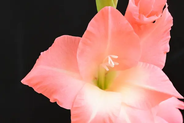 Zbliżenie Piękne Jasne Różowe Kwiaty Ciemnym Tle — Zdjęcie stockowe