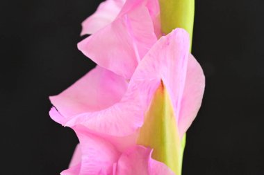 Koyu arkaplandaki güzel pembe çiçekleri kapat.