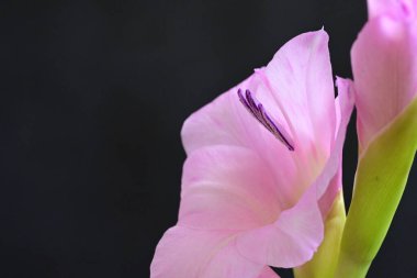 Koyu arkaplandaki güzel pembe çiçekleri kapat.