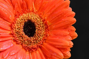 Koyu arkaplandaki güzel kırmızı çiçeğe yaklaş.