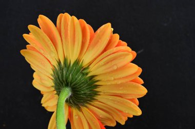 Koyu arkaplanda güzel, parlak sarı çiçeğe yaklaş.