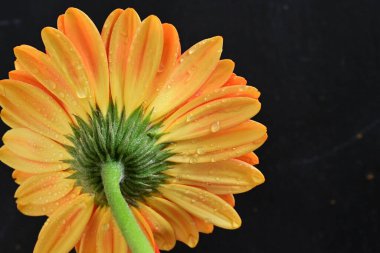 Koyu arkaplanda güzel, parlak sarı çiçeğe yaklaş.