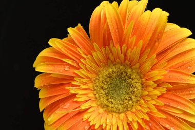 Koyu arkaplanda güzel, parlak sarı çiçeğe yaklaş.