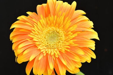 Koyu arkaplanda güzel, parlak sarı çiçeğe yaklaş.