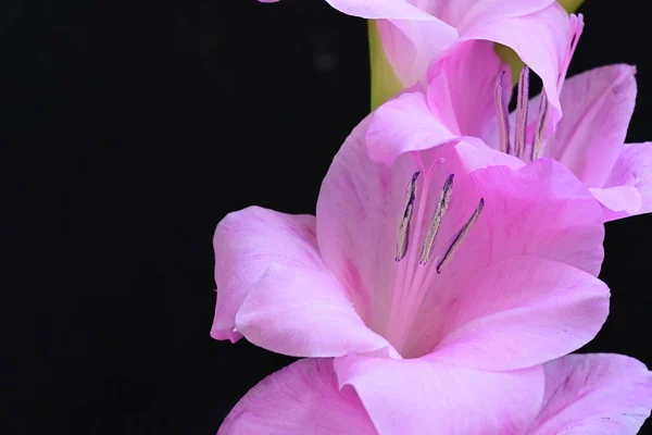 Nahaufnahme Von Schönen Leuchtend Rosa Blüten Auf Dunklem Hintergrund — Stockfoto