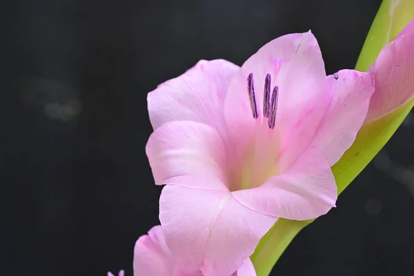 Zblízka Krásné Růžové Květy Tmavém Pozadí — Stock fotografie