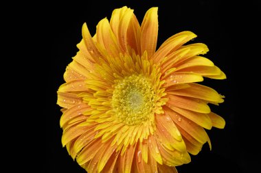 Koyu arkaplanda güzel, parlak sarı çiçeğe yaklaş.