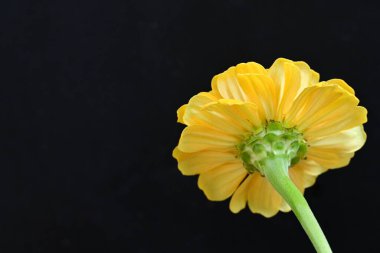 Koyu arkaplanda güzel, parlak sarı çiçeğe yaklaş.