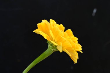 Koyu arkaplanda güzel, parlak sarı çiçeğe yaklaş.