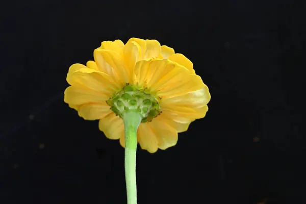 Close Beautiful Bright Yellow Flower Dark Background — Stock Photo, Image