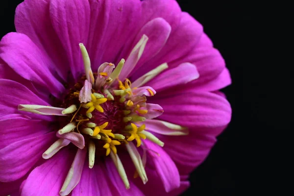 Stock image close up of beautiful bright pink flower on dark background