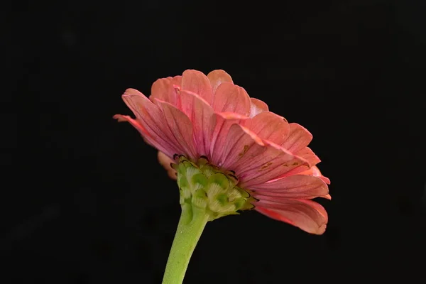 Close Bela Flor Rosa Brilhante Fundo Escuro — Fotografia de Stock